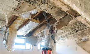 Best Commercial Mold Inspection  in USA